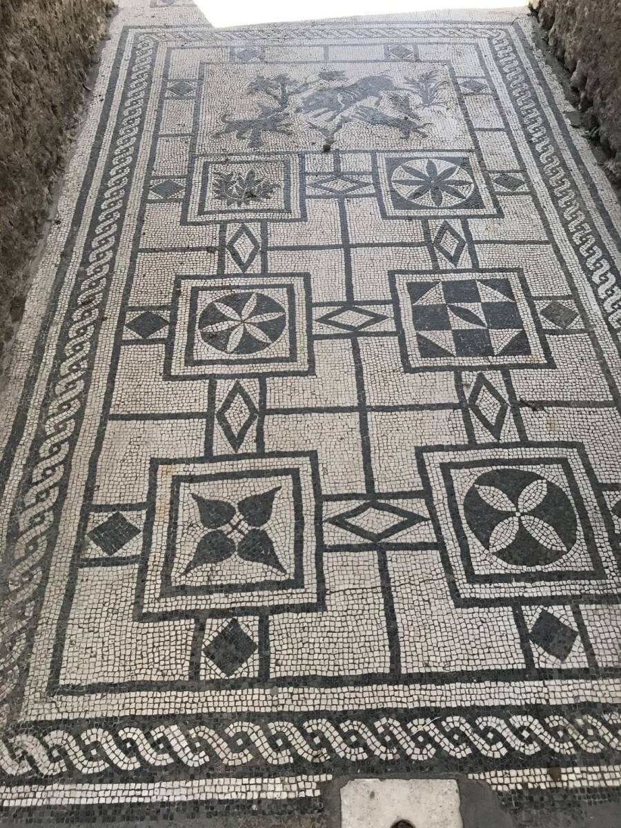 Mosaicos De Pompeia New