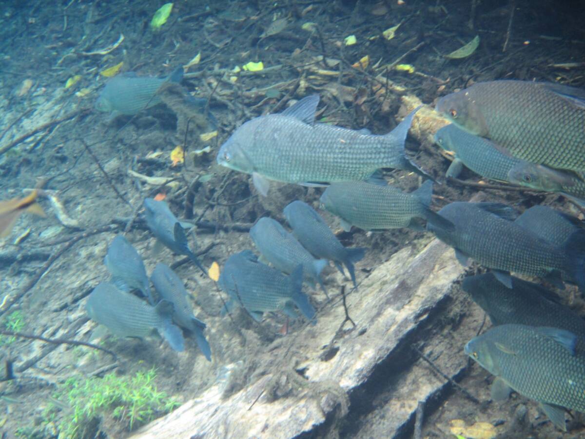 Rio Da Prata Flutuacao 2.1