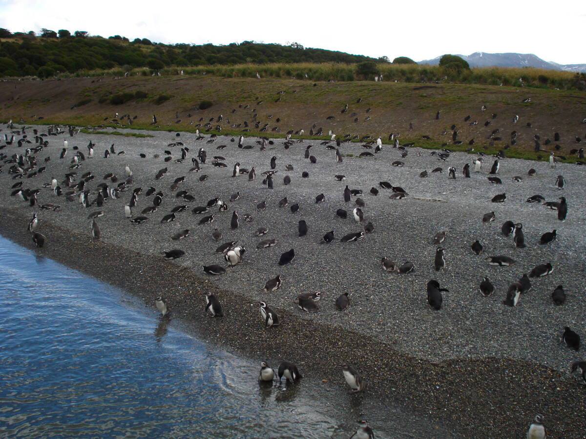 Chegada A Ilha Martilho