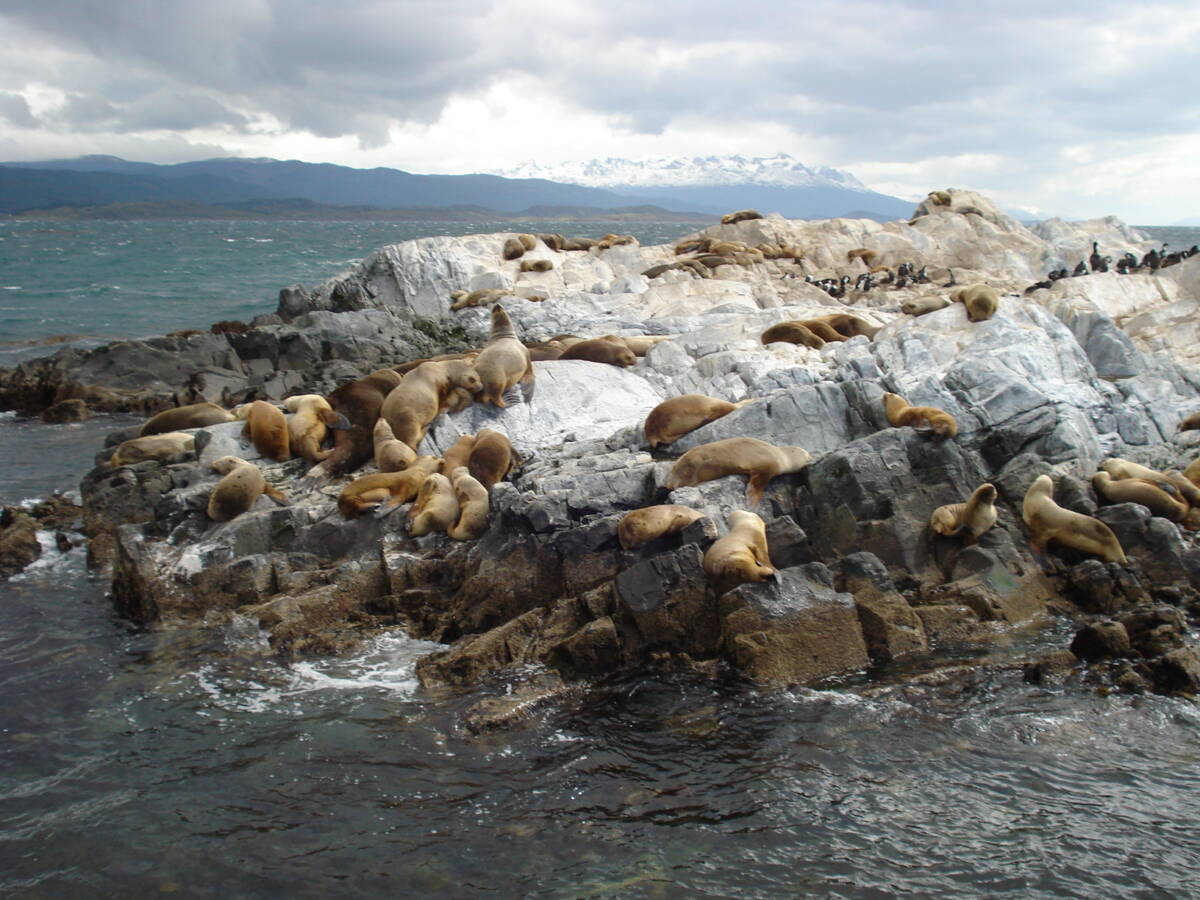 Colonia De Lobos Marinhos