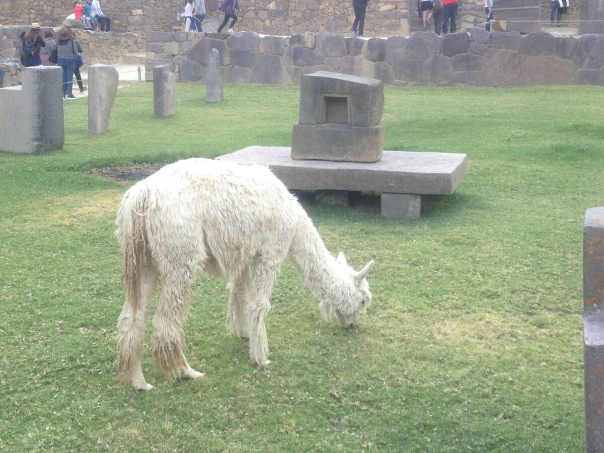 Lhamas Nas Terracas De Machu Picchu