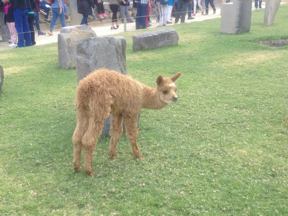 Machu Picchu 11