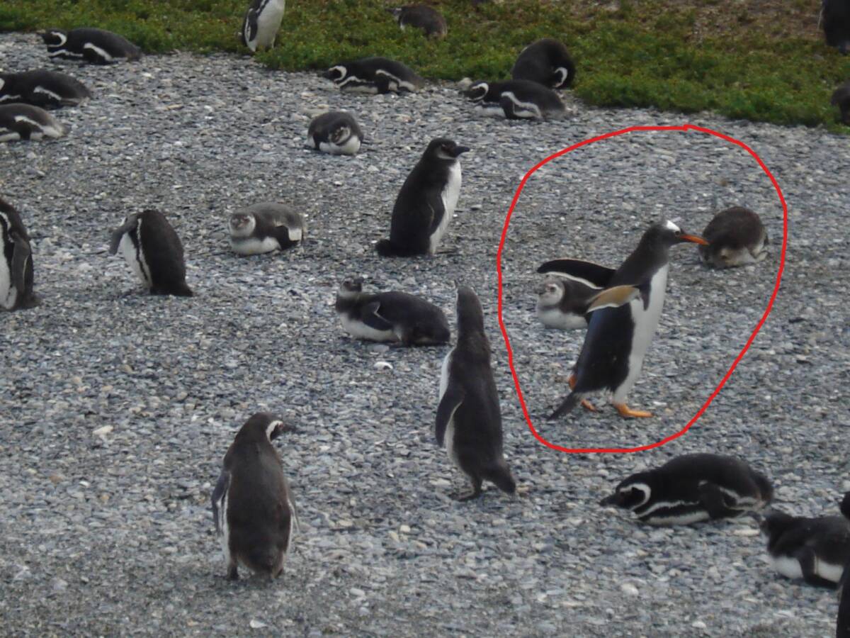 Pinguim De Penacho Amarelo O Rei Do Lugar