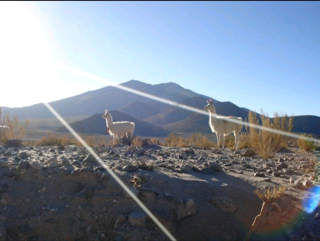 Alpacas