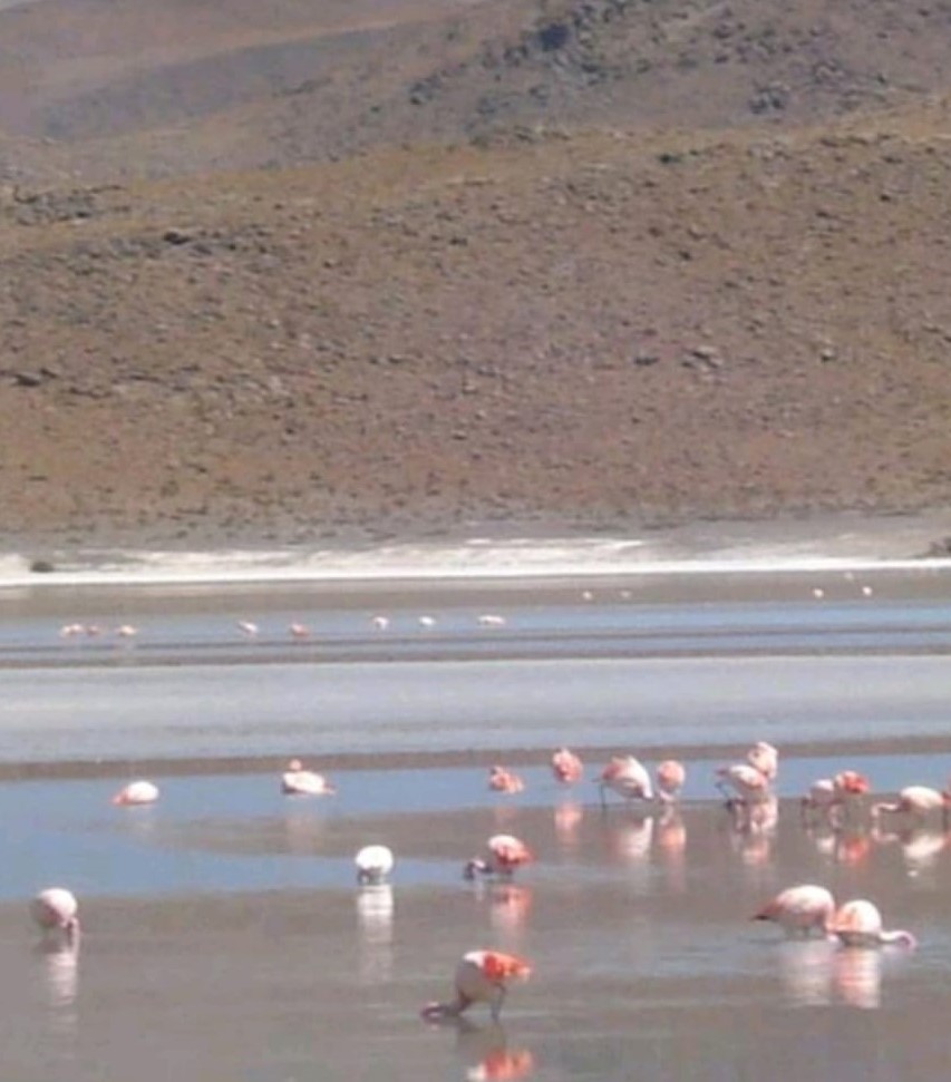 Flamingos Chilenos 1