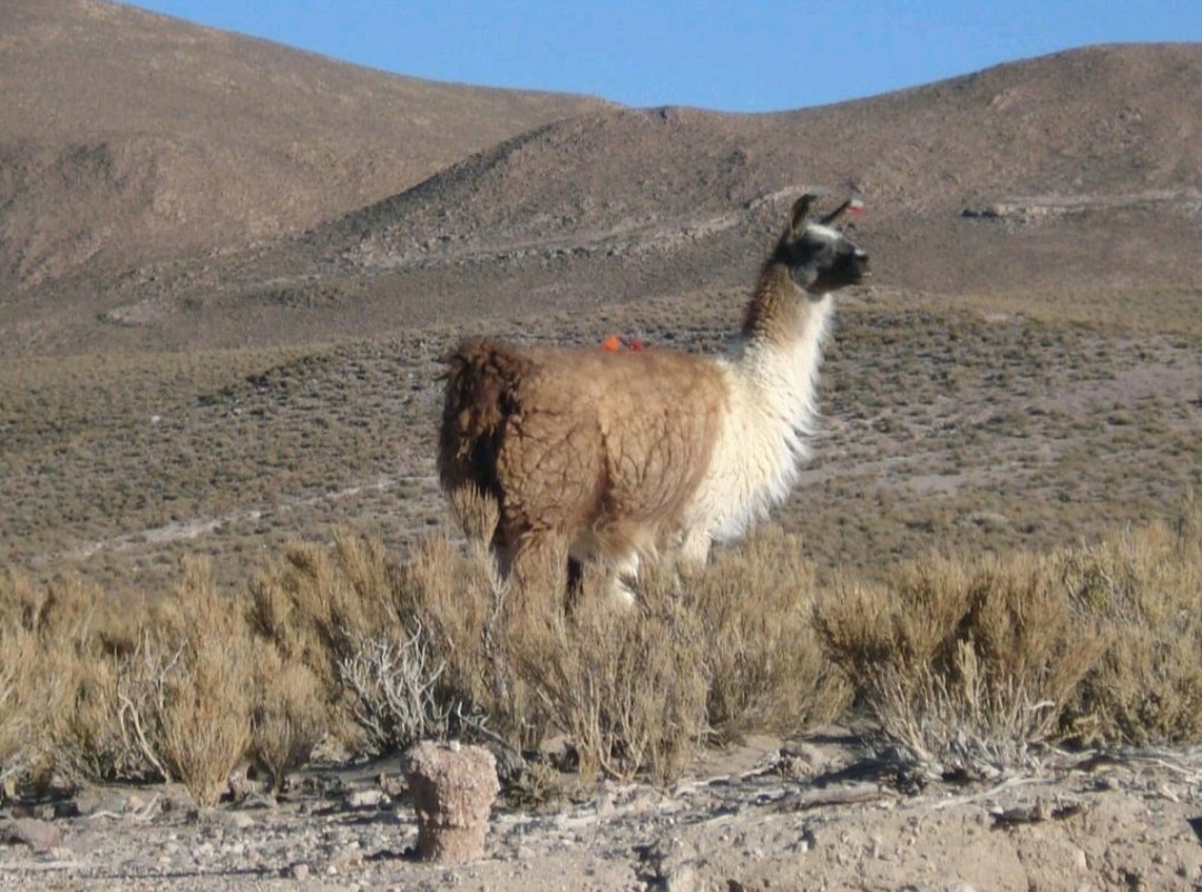 Guanaco 1