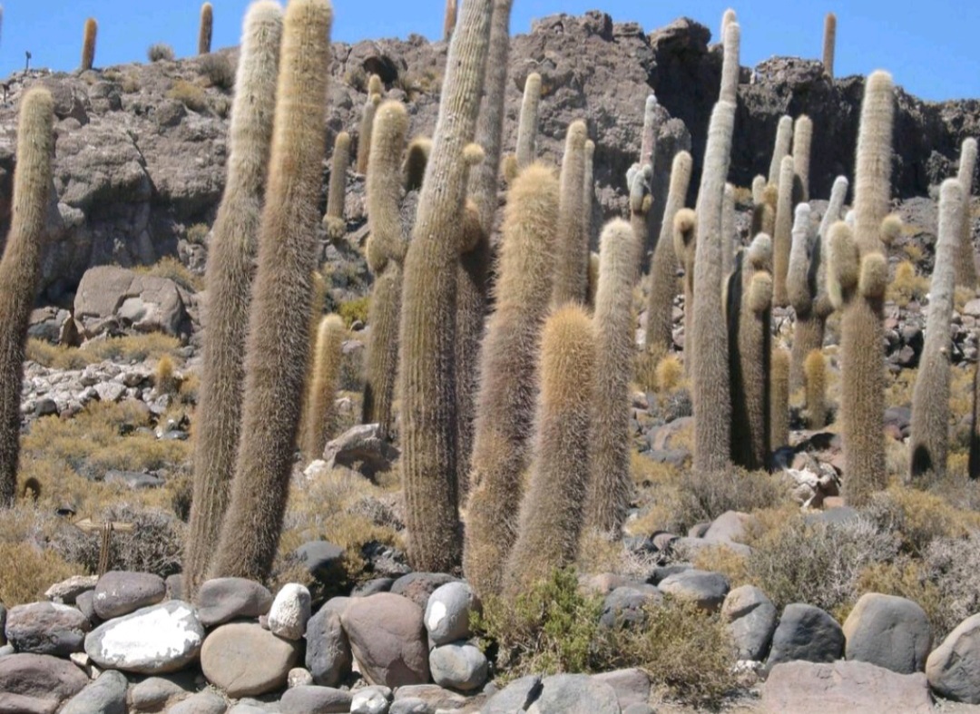 Paisagens Deserticas