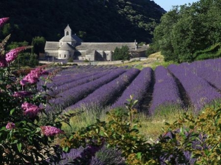 Abadia De Senanque Provence